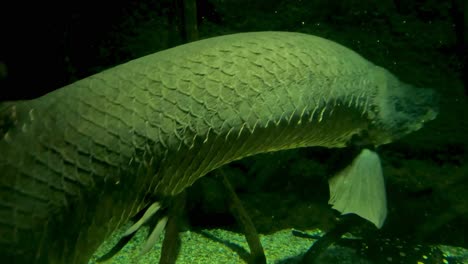 Detailed view of arowana fish scales and fins in a dimly lit aquarium setting.