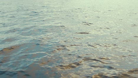 a bottlenose dolphin surfaces swimming along boat