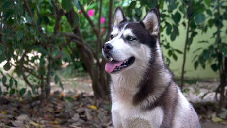 close-up of a dog's face, a husky with blue and brown eyes looks directly at the camera