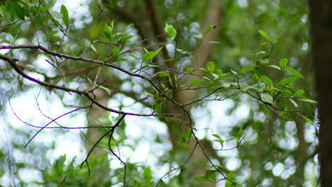 ramas con hojas pequeñas en el parque