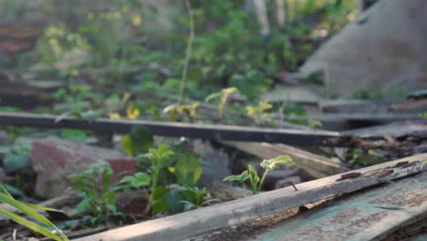 overgrown ruins of an abandoned house