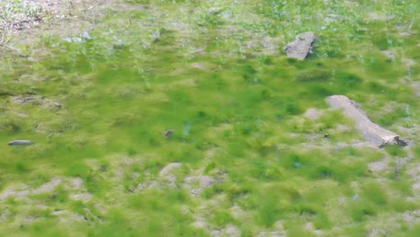 clear shallow water flows gently over bright green plants, algae