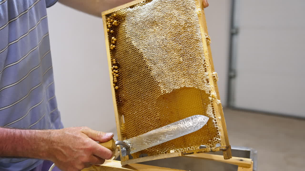 Uncovering the sealed wax cells full of honey. Apiarist opens the frames with electric device for extracting honey.