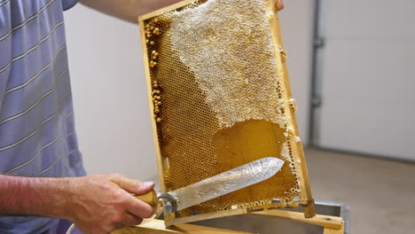 uncovering the sealed wax cells full of honey. apiarist opens the frames with electric device for extracting honey.