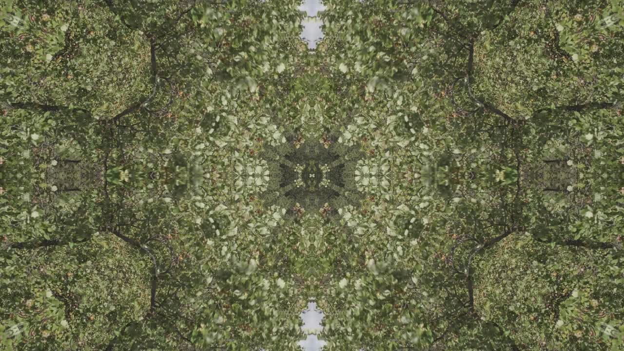 caleidoscopio de vegetación usando imágenes de bosque de wissahickon creek, philadelphia, #24