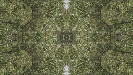 greenery kaleidoscope using forest imagery from wissahickon creek, philadelphia, #24