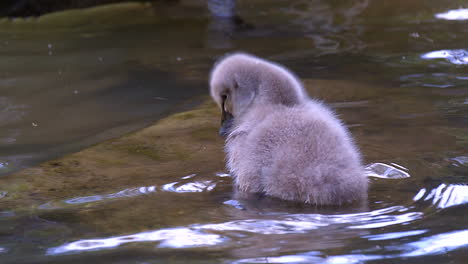 cygnet preening itself while on the lake water in slow motion - closeup side view shot