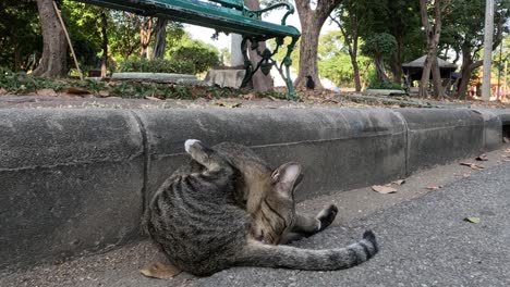 striped cat licking and cleaning itself on pavement