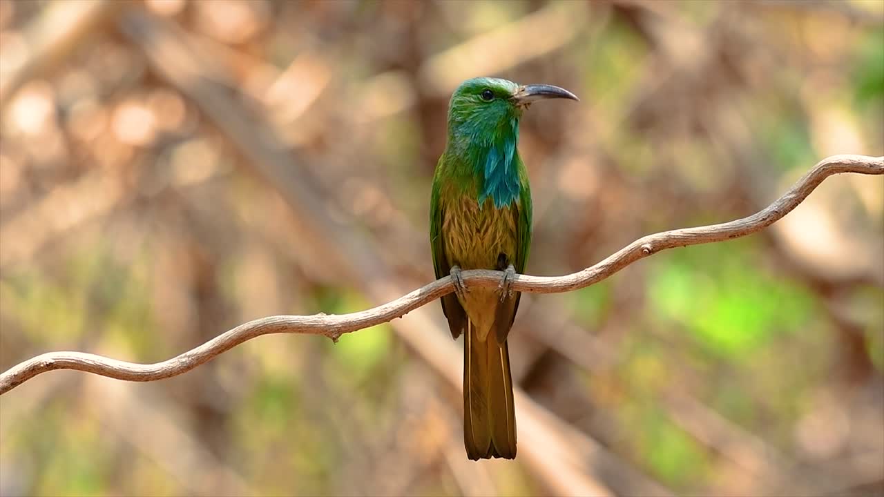 Il Gruccione barbazzurra si trova nella penisola malese, inclusa la Thailandia, in particolari radure forestali