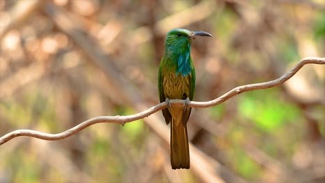 the blue-bearded bee-eater is found in the malayan peninsula including thailand at particular forest clearings