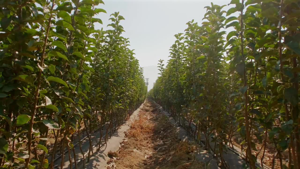 la cámara pasa entre los árboles pequeños