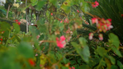 footage filmed in madeira portugal at monte palace tropical garden