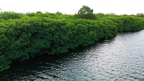 aerial pan across dense mangrove overgrown forest and dark water