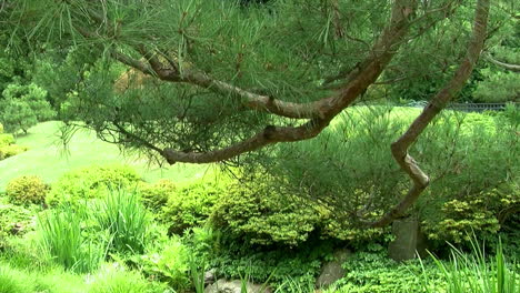 La-Cámara-Baja-Desde-La-Rama-De-Un-Pino-Para-Ver-Las-Plantas-Del-Jardín