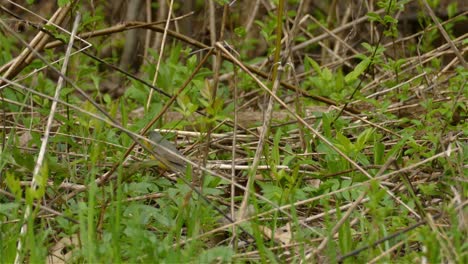 Female-Canada-Warbler-hopping-around-branches-in-thick-bush,-small-bird