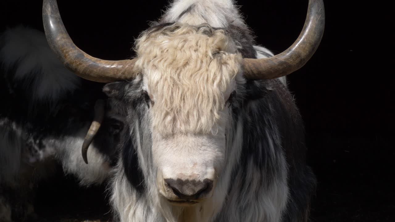 큰 뿔이 있는 큰 야크의 전면 보기 - 슬로우 모션 샷 닫기