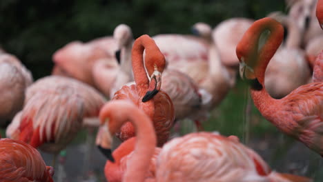colonia de flamencos de hermosos colores