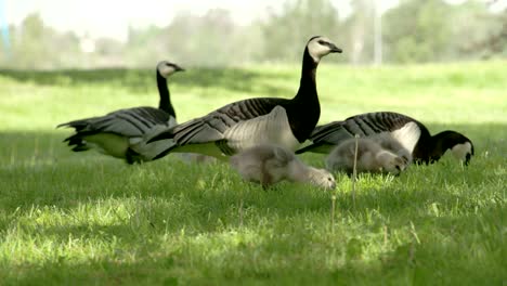 los tres gansos comiendo en la hierba 4k fs700 odyssey 7q