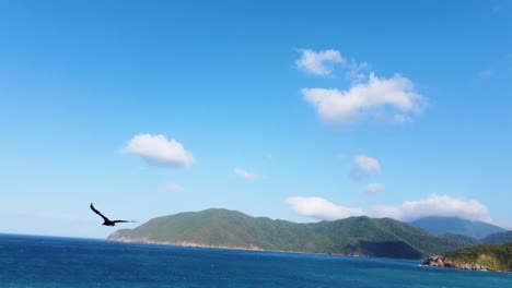 Wildgeier-Vogelflug-über-Geschützte-Natur-Des-Tayrona-Nationalparks-Im-Norden-Kolumbiens