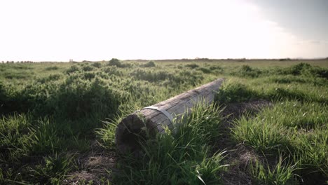 Wunderschöner-Panoramablick-Auf-Einen-Großen-Stamm,-Der-An-Einem-Sonnigen-Tag-Auf-Der-Wiese-Liegt