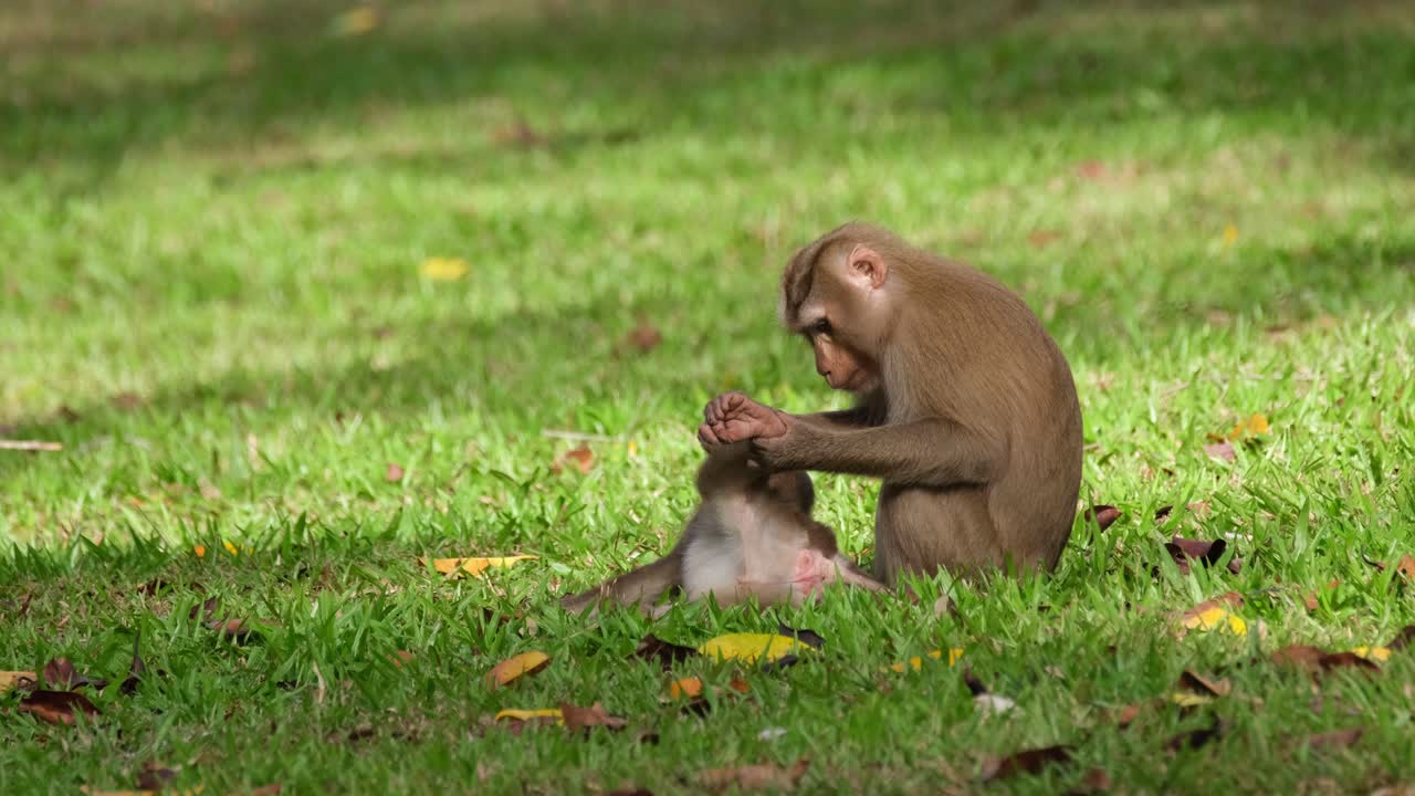 macaco de cola de cerdo del norte, macaca leonina vista cuidadosamente arreglando las piernas y el vientre de su hijo en el suelo mientras su órgano masculino sobresale como una ramita rosa, parque nacional khao yai, tailandia