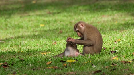 Macaco-De-Cola-De-Cerdo-Del-Norte,-Macaca-Leonina-Vista-Cuidadosamente-Arreglando-Las-Piernas-Y-El-Vientre-De-Su-Hijo-En-El-Suelo-Mientras-Su-órgano-Masculino-Sobresale-Como-Una-Ramita-Rosa,-Parque-Nacional-Khao-Yai,-Tailandia