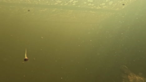 Underwater-view-of-fish-feeding,-showcasing-a-group-of-fish-with-speckled-patterns-swimming-in-green,-murky-water