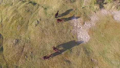 aerial: the dune nature reserve of oostkapelle with grazing ponies