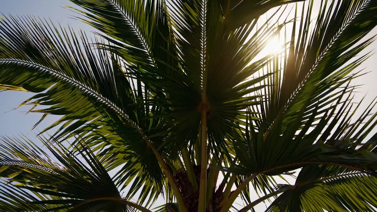 Low-angle video shot of sunlight filtering through lush palm leaves, creating a tropical, serene