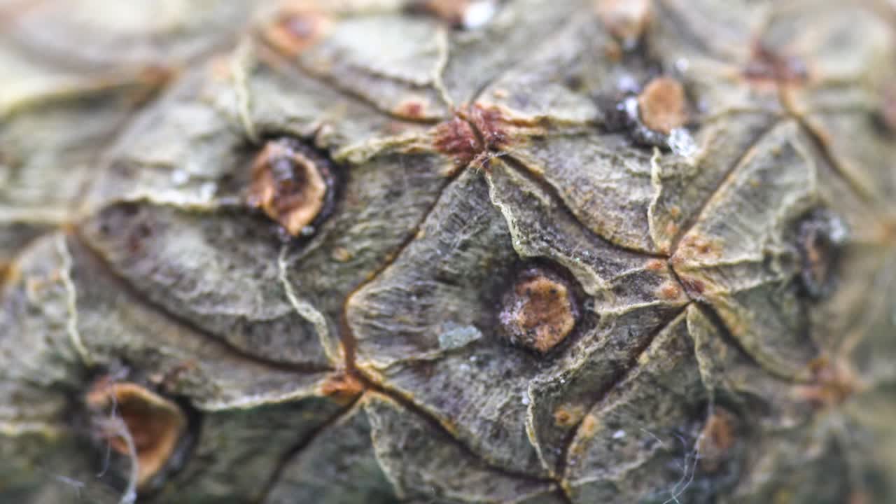 primer plano de una textura de cono de pino