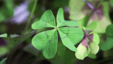 close-up-of-four-leaf-clovers-with-rotation-around-them