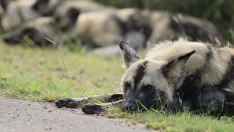 Nahaufnahme-Eines-Afrikanischen-Wildhundes,-Der-Aus-Seinem-Nickerchen-Am-Straßenrand-Erwacht,-Um-Nachforschungen-Anzustellen