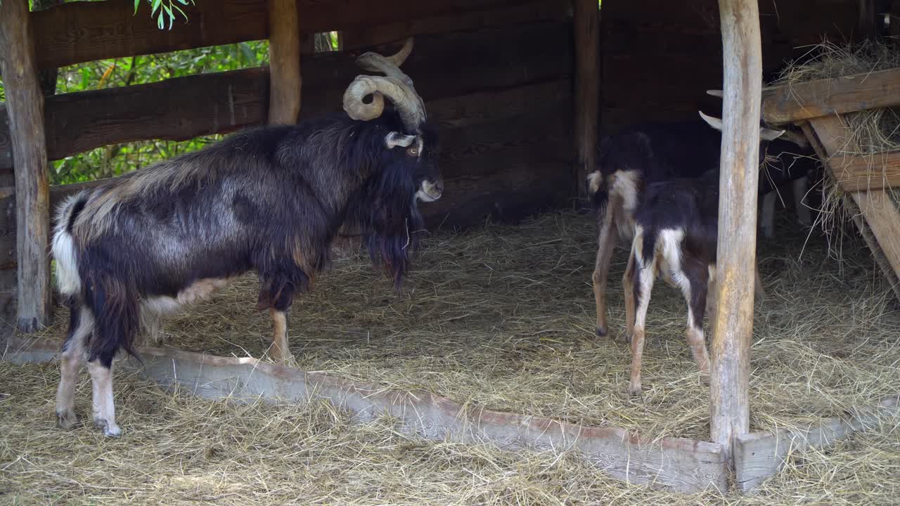 Hungarian native goats eating hay and straw in a barn