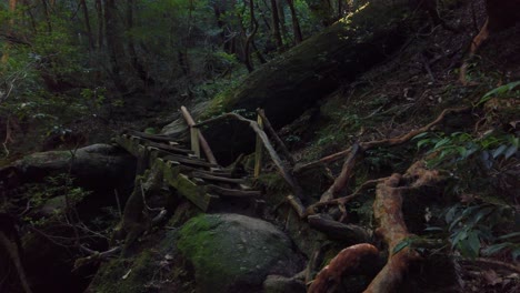 Shiratani-Unsuikyo-Wanderweg-Nach-Jomon-Sugi,-Insel-Yakushima,-Japan