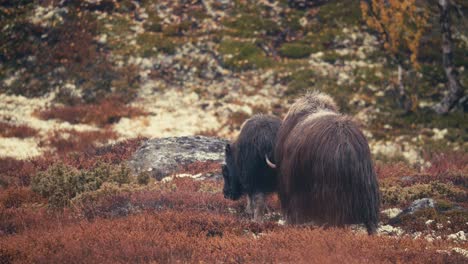 Dos-Bueyes-Almizcleros-Caminando-En-El-Campo-Del-Parque-Nacional-Dovre-sunndalsfjella-En-Noruega