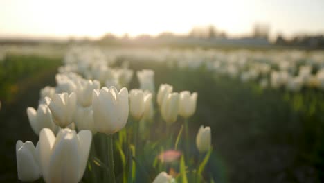 close up shot of white tulips during golden hour