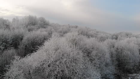 Ruhiger-Winterwald,-Luftaufnahme-über-Gefrorene-Baumkronen