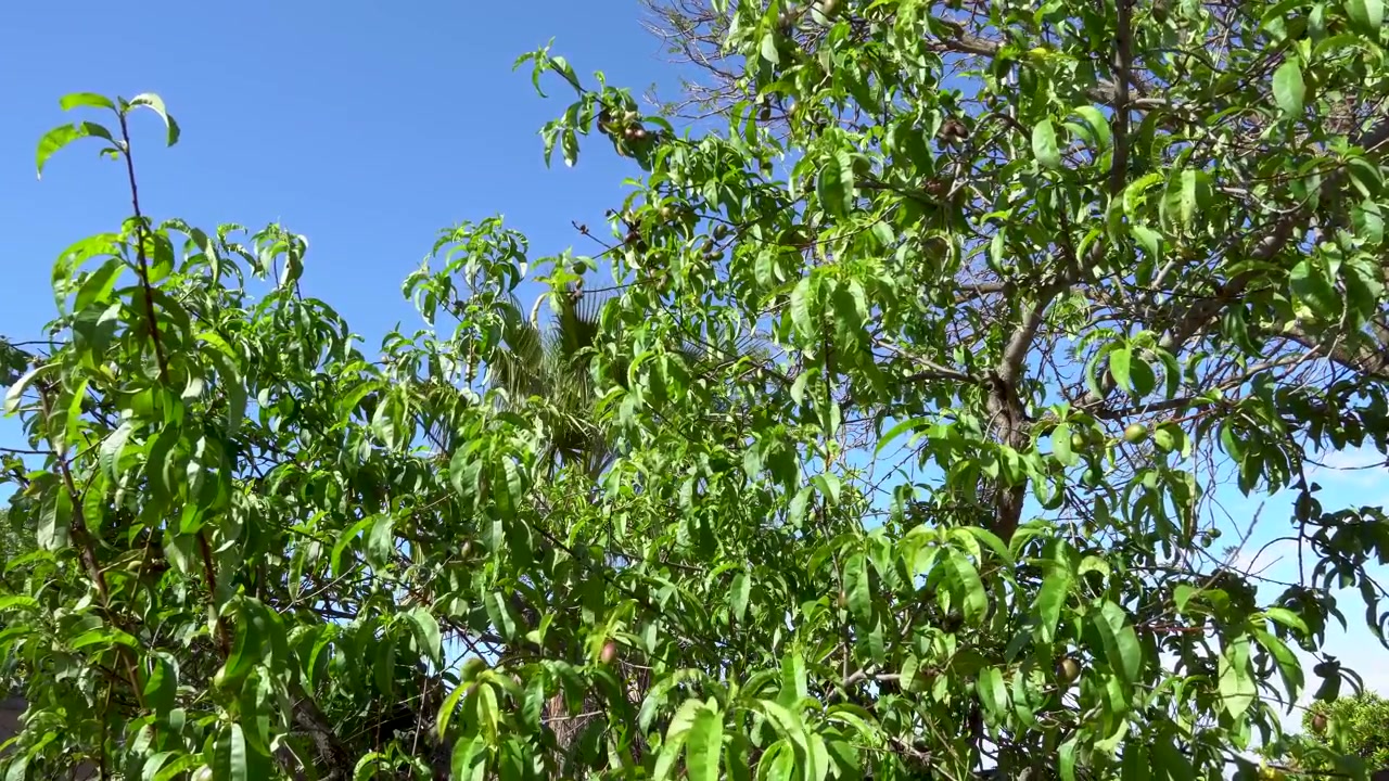 Un albero da frutto che ondeggia lentamente nella brezza