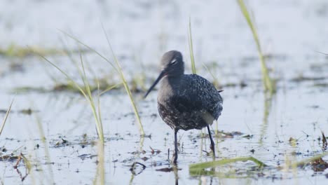 Closeup-of-spotted-redshank-feeding-in-shallow-puddle-during-spring-migration-in-wetlands