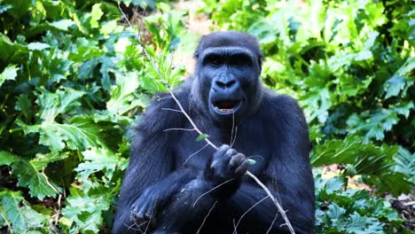 gorila comiendo una rama en el hábitat natural