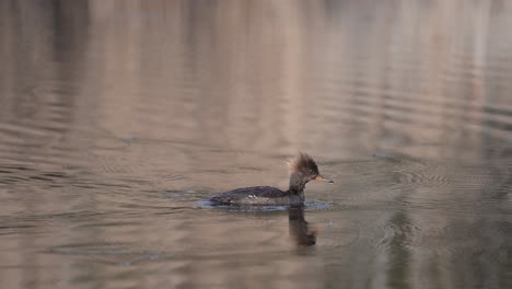 hooded merganser hen splashing on quiet lake at daytime in quebec, canada