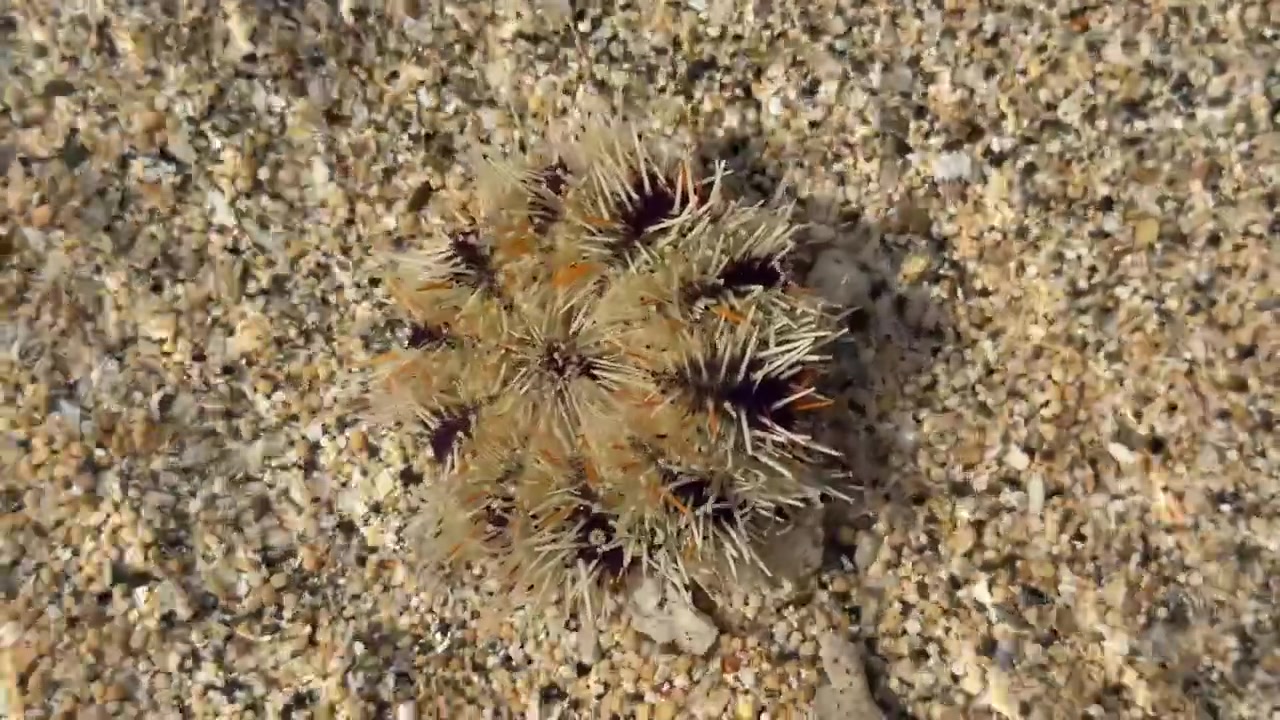 Riccio di mare posato su fondale sabbioso sott'acqua.