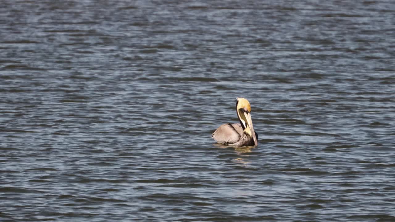 노스 파드레 섬의 텍사스 해안선을 따라 잔잔한 바다에 떠 있는 단일 갈색 펠리칸