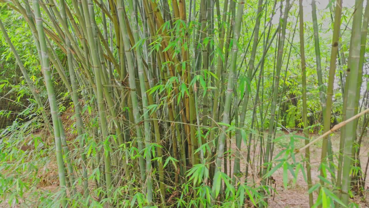 A thick bamboo forest filled with tall, swaying stalks and rich green foliage, showcasing a peaceful, natural environment rich in biodiversity and used for eco-friendly materials.