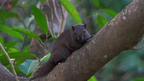 close up shot of a wild and alerted pallas's squirrel resting on tree branch, staring at the camera