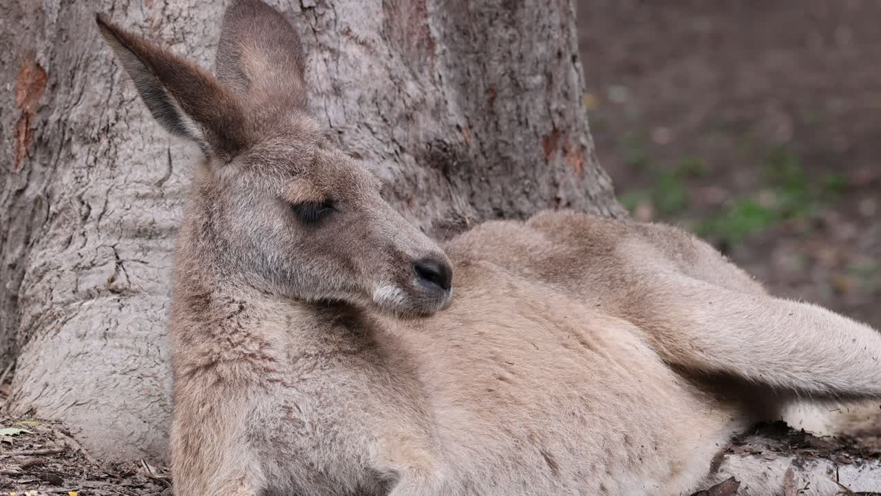 Kangaroo rests peacefully by a tree in nature