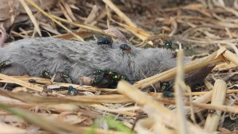 bee eating raat flash