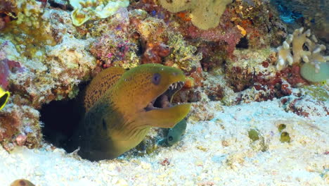 Moray-eel-underwater-at-the-bottom-of-the-sea