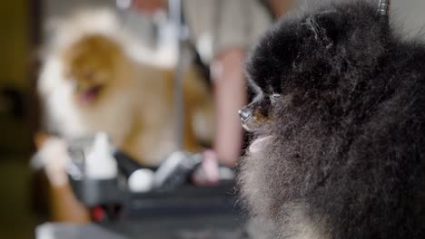 los perros spitz de pomerania negra y clara están en un procedimiento en un salón de aseo profesional antes de la exposición canina