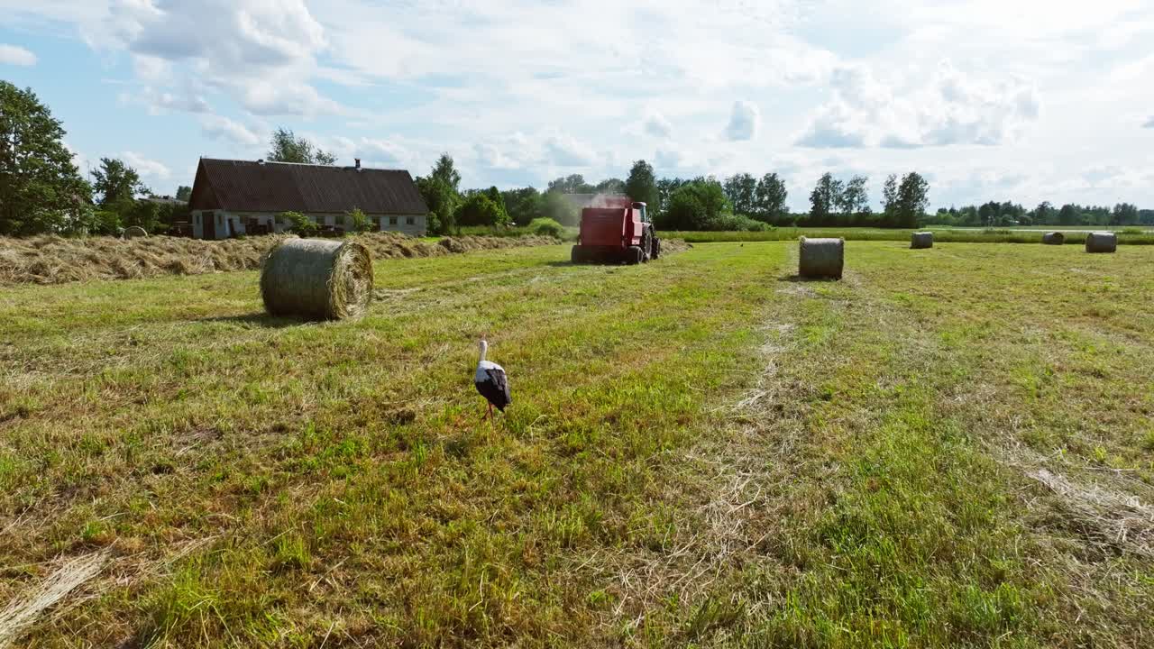 Ooievaar volgt rode balenpers over gouden akkerland bij daglicht, landelijk zomerlandschap.